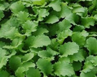 Green Wave Mustard Seeds, Wavy Cinese Green Mustard,Jiu Tou Niao, Spicy Wavy Green Mustard  400 Seeds