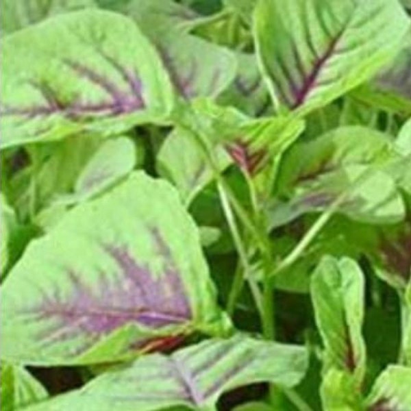 Amaranth - Red Leaf 370 Seeds