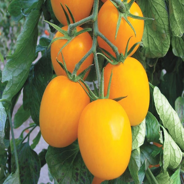 Golden Roma Tomato Seeds | Yellow Roma | Yellow San Marzano | Yellow Tomato Seeds | Non GMO | Fresh Garden Seeds | 30 Seeds