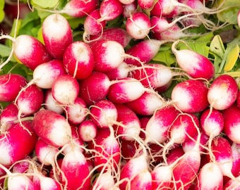 French Breakfast Radish Seeds, Non GMO Open Pollinated Heirloom French Breakfast Radish seeds 370 Seeds