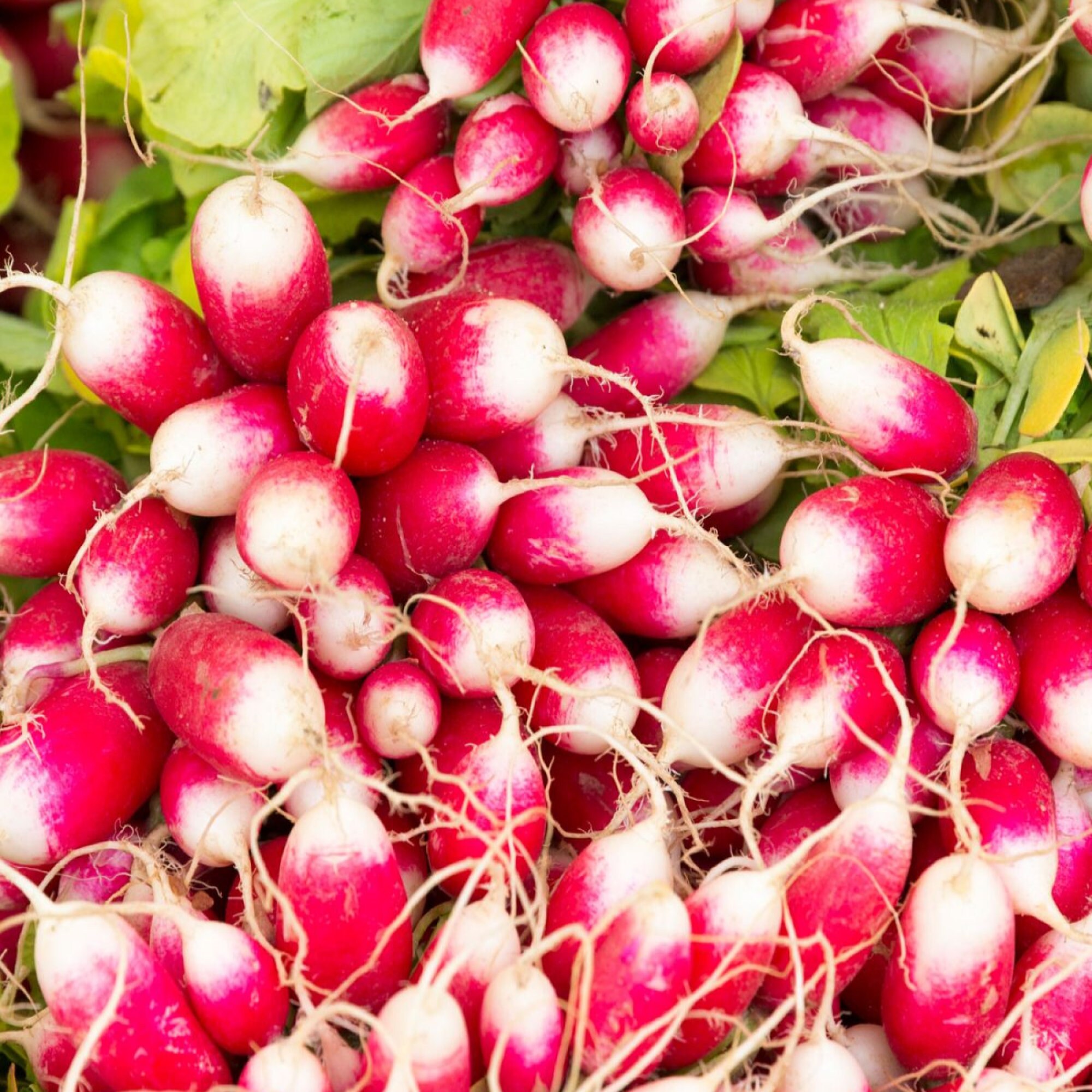 French Breakfast Radish Seeds, Non GMO Open Pollinated Heirloom French Breakfast Radish seeds 370 Seeds