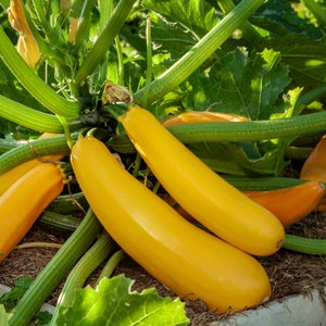 Squash - Zucchini Golden, Non GMO, Summer Squash - 20 Seeds
