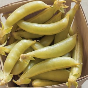 Golden Snap Peas, Early Garden Starter, Fresh Golden Peas, Heirloom Non GMO 100 Seeds