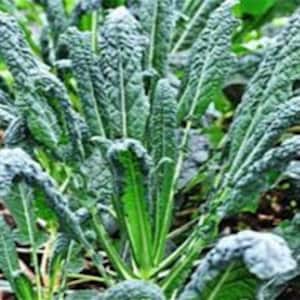 Lacinato Kale, Dinosaur Kale, Tuscan Kale, Non GMO Open Pollinated Heirloom Italian Lacinato Kale Seeds 350 Seeds, Free Shipping