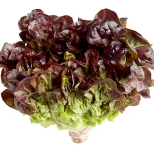 Red Tango Lettuce | Red Oakleaf Lettuce | Red Sweet Lettuce | Red Salad Mix Lettuce 200, 400 seeds