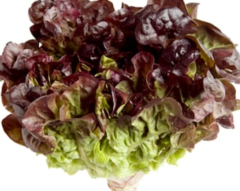 Red Tango Lettuce | Red Oakleaf Lettuce | Red Sweet Lettuce | Red Salad Mix Lettuce 200, 400 seeds