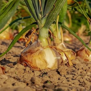 May include: Close-up of a large, brown onion bulb growing in the ground. The onion has green stalks and is surrounded by dry, brown soil.
