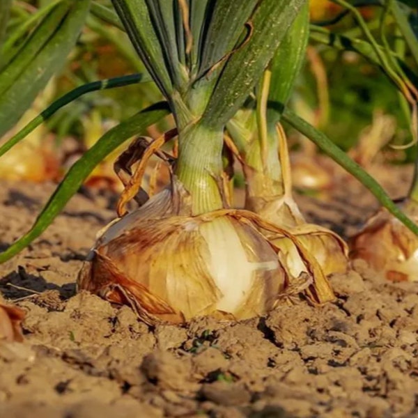 Walla Walla Onions | Sweet Pacific Northwest Walla Walla Onions | Cebolla Dulce |  Tián yángcōng | Non GMO Open Pollinated. 150 & 350 Seeds