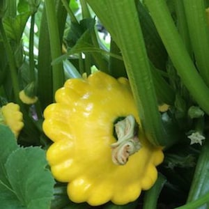 Scallop Yellow Squash - Bush Type, Non GMO, Summer Squash - 20 Seeds