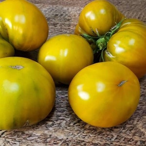 Cherokee Green Tomato Seeds, Open Pollinated NON GMO Heirloom Tomato Seeds, Rare Green Cherokee Tomatoes 30 Seeds