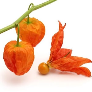 Chinese Lantern , Strawberry Tomato Ground Cherry Seeds, Jerusalem Cherry, Heirloom open pollinated Non GMO Seed - 50-100 Seeds