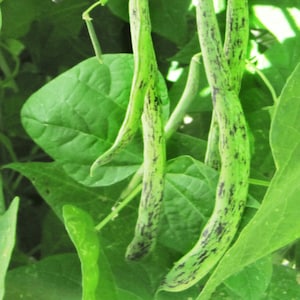Bean Heirloom Rattlesnake Pole Bean | Heirloom Seeds  | Vining Purple Green Dragon Bean| 40 seeds Treated with antifungal