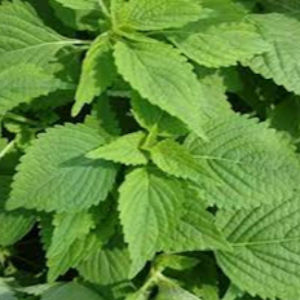 Green Shiso Seeds,  Ao Shiso Green Perilla, Frutescens, Ohba Ao Shiso, Japanese Sushi Shiso, Non GMO Open Pollinated Heirloom Shiso