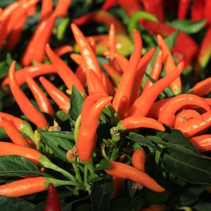 Orange Cayenne Pepper Seeds , Rich Spicy Pepper Seeds , Heirloom Pepper , Orange Cayenne Pepper Seeds 25 Seeds