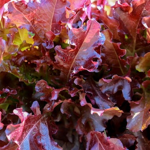 Red Oakleaf Lettuce | Red Sweet Lettuce | Red Salad Mix Lettuce | Lobed Red Lettuce 200 and 400 Seeds
