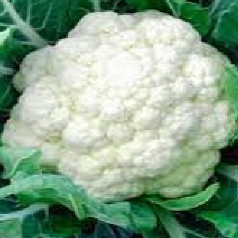 Cauliflower-Snowball – Whitwam Organics