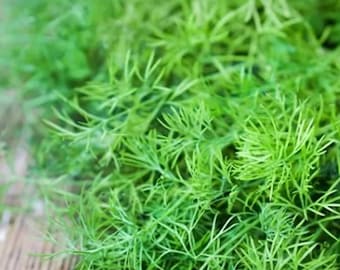 Bouquet Dill Seeds, Non GMO Open Pollinated Bouquet Dill Seeds, Heirloom Dill Seeds, Garden Dill Seeds, 250 Seeds