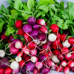 Easter Egg Blend Radish Seeds - Multi Colored Beautiful Spring Radish seeds, Non GMO Open Pollinated Rainbow Radish Seed Blend 300 Seeds