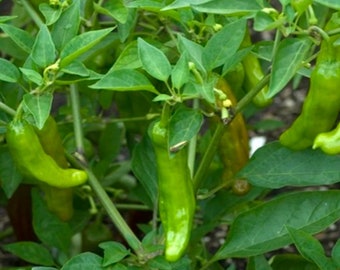 Shishito Pepper Seeds, Heirloom Peppers , Shishitōgarashi , Non-GMO Wrinkled Pepper