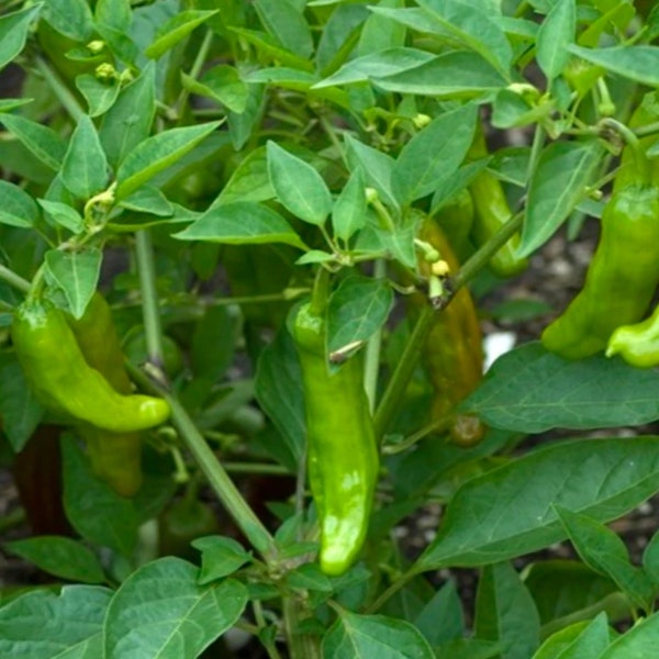 Shishito Pepper Seeds, Heirloom Peppers , Shishitōgarashi , Non-GMO Wrinkled Pepper