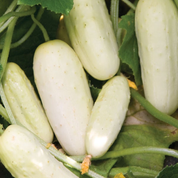 Salt and Pepper White Cucumber Seeds, Non GMO Open Pollinated White Slicing Cucumbers, Fast Shipping 20 Seeds