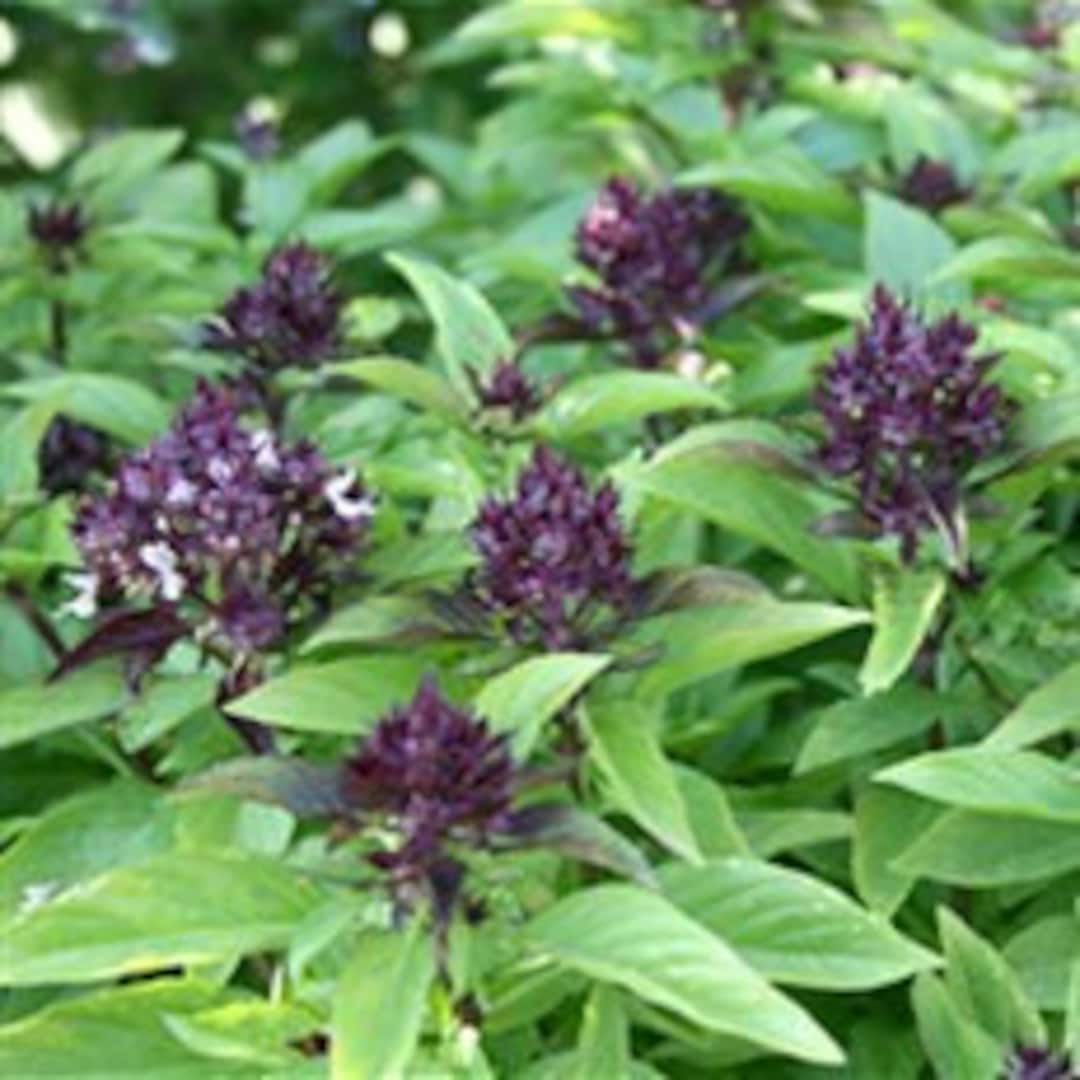 Basil Thai Siam Queen Seeds, Thai Basil Seed Ocimum Basilicum, Anise Basil Asian Basil, Thai