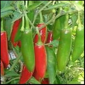 Pu&ograve; includere: Primo piano di un mazzo di peperoncini verdi e rossi che crescono su una pianta. I peperoncini sono lunghi e sottili, con una punta appuntita.