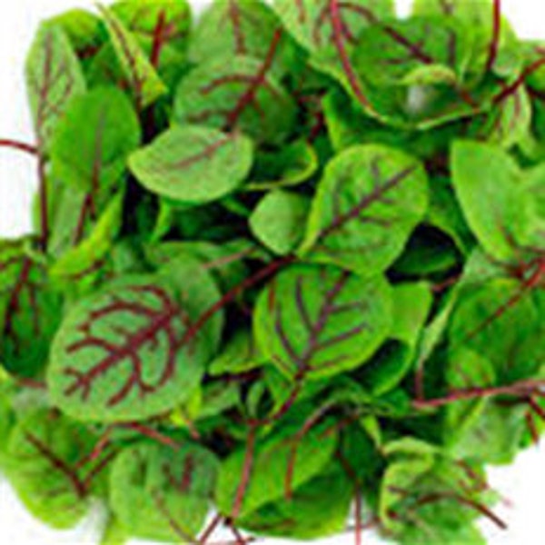 Red Veined Sorrel Seeds, Open Pollinated Non GMO Heirloom Herb Seeds 200 Seeds