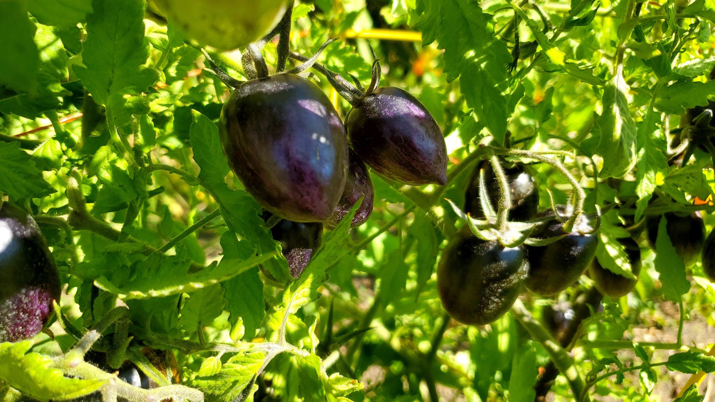 Brad's Atomic Grape Tomato Seeds, Indeterminate Open Pollinated