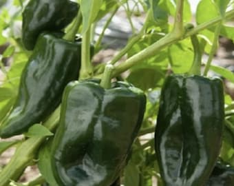 Poblano Pepper Seeds, Ancho Pepper Seeds, Mexican Heirloom Seeds, Relleno Pepper Seeds 20 Seeds and 35 seeds