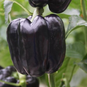 Purple Beauty Bell Pepper Seeds, Open Pollinated NON GMO Sweet Bell Pepper Seeds, Purple Pepper Seeds, 20 Seeds & 35 Seeds