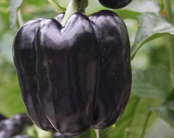 Purple Beauty Bell Pepper Seeds, Open Pollinated NON GMO Sweet Bell Pepper Seeds, Purple Pepper Seeds, 20 Seeds & 35 Seeds