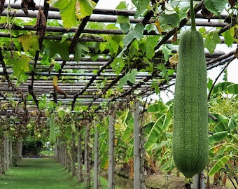 Smooth Luffa Gourd  Sponge 12-18" Long, Luffa Gourd Natural Sponge, Nenwa, Galki  Chikni Turai