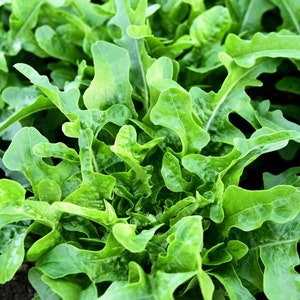 Green Oakleaf Lettuce | Green Sweet Lettuce | Green Salad Mix Lettuce | Lobed Green Lettuce 200-400 Seeds