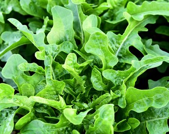 May include: Close-up of a bunch of fresh, green leafy vegetables. The leaves are ruffled and have a slightly jagged edge.