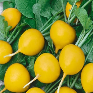Golden Radish Seeds - Golden Beautiful Spring Radish seeds, Non GMO Open Pollinated Yellow Zlata Radish Seed 300 Seeds