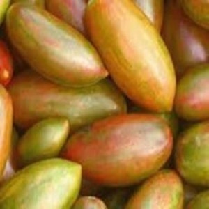Lucky Tiger Indeterminate Non GMO Open Pollinated Heirloom Tomato Seeds 25 Seeds