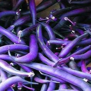 Royal Burgundy Bean Seeds, Purple Bush Beans Heirloom, Non GMO Open Pollinated Purple Bush Beans. 60 seeds Treated with antifungal
