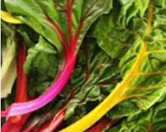 Rainbow Swiss Chard 40 Seeds, Heirloom Rainbow Swiss Chard seeds, Open pollinated Non GMO Chard Seeds