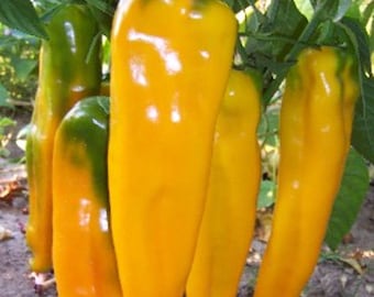 Marconi - Golden Peppers - 25 Seeds