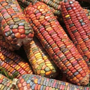 May include: Close-up of colorful corn cobs with kernels in shades of red, orange, yellow, blue, and purple. The corn is arranged in a pile, showing the intricate pattern of the kernels.