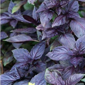 May include: Close-up of purple basil leaves, showcasing their deep color and textured surface. The leaves are arranged in a dense cluster, highlighting the plant's vibrant hue and natural form. The image captures the freshness and detail of the herb.