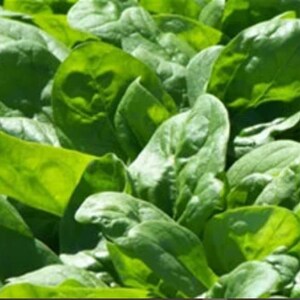 Giant Nobel Spinach Seeds 200 Seeds, Green Spinach Non GMO Open Pollinated Heirloom Spinach Seed