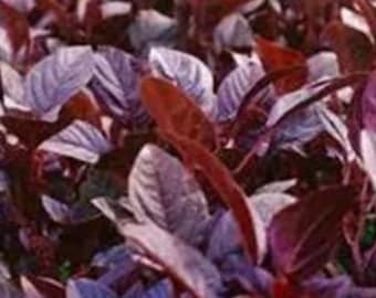 Red Garnet Amaranth - 370 Seeds Chinese Spinach, Yin Choi Open Pollinated Non GMO Heirloom, Morogo, Rajgira, Callaloo, Bayam, Amalanseu