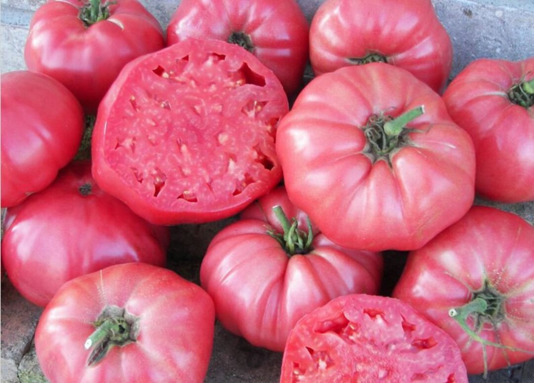 Brandywine Pink Tomato Seeds, Indeterminate Open Pollinated Heirloom