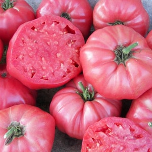 Brandywine Pink Tomato Seeds, Indeterminate open pollinated Heirloom Tomato Seeds 50 Seeds