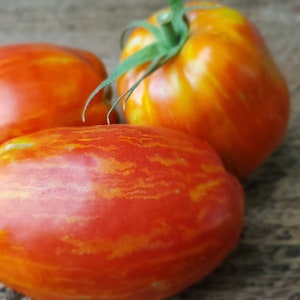 Speckled Roman Tomato Seeds, Indeterminate Non GMO Open Pollinated Heirloom Tomato Seeds 25 Seeds