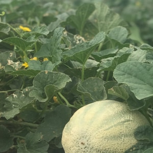 Rocky Ford Cantaloupe Seeds, 50 Seeds, Open Pollinated Non GMO Heirloom Melons Seeds Famous Green Cantaloupe