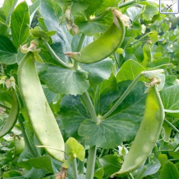 Dwarf Gray Snow Pea 100 Seeds | Snow Pea Seeds | Green Snow Peas | Early Snow Peas | Hélándòu | Thạw hima