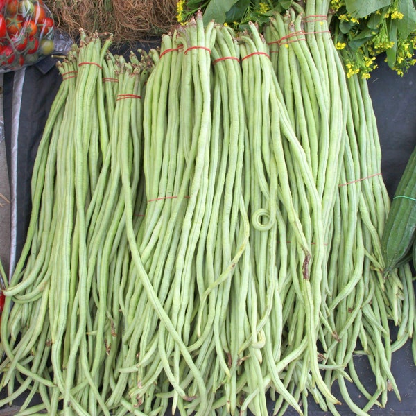 Chinese Yard Long Bean 40+ Seeds, Asian Heirloom, Snake Bean, Yard Long Beans Seeds, Asparagus Beans Seeds, Phaseolus Vulgaris, Non GMO